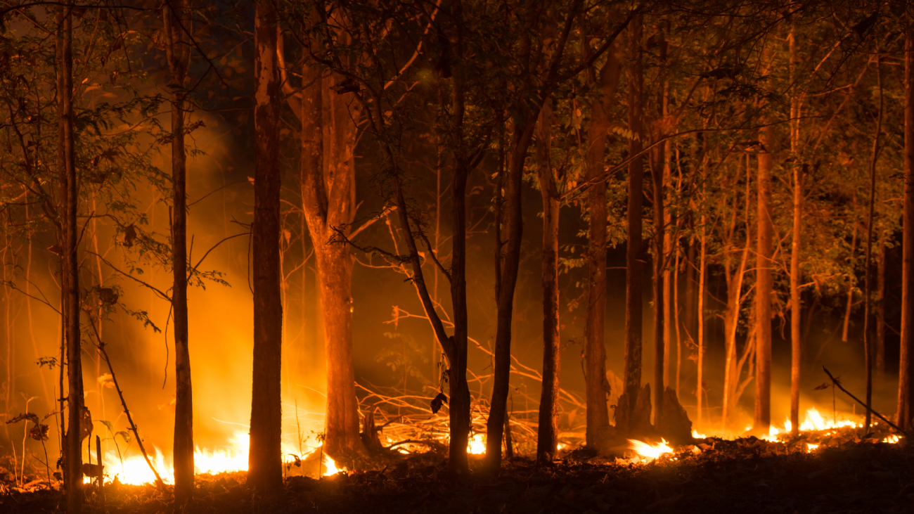 Forest fire, Wildfire burning tree in red and orange color at night in the forest at night,  North Thailand.
